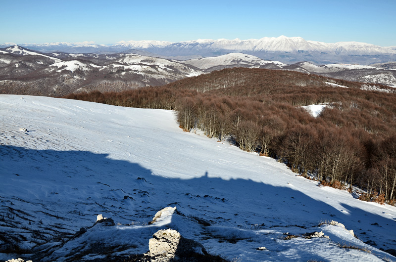 Alberi d''inverno... un invito